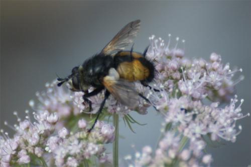 Nowickia ferox